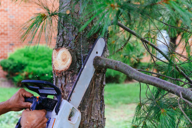 How Our Tree Care Process Works  in Jacksonville, TX